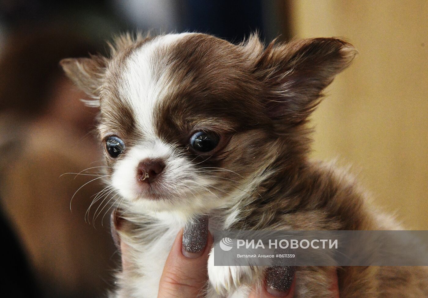 Выставка котят и щенков во Владивостоке