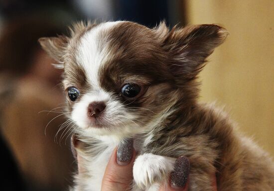 Выставка котят и щенков во Владивостоке