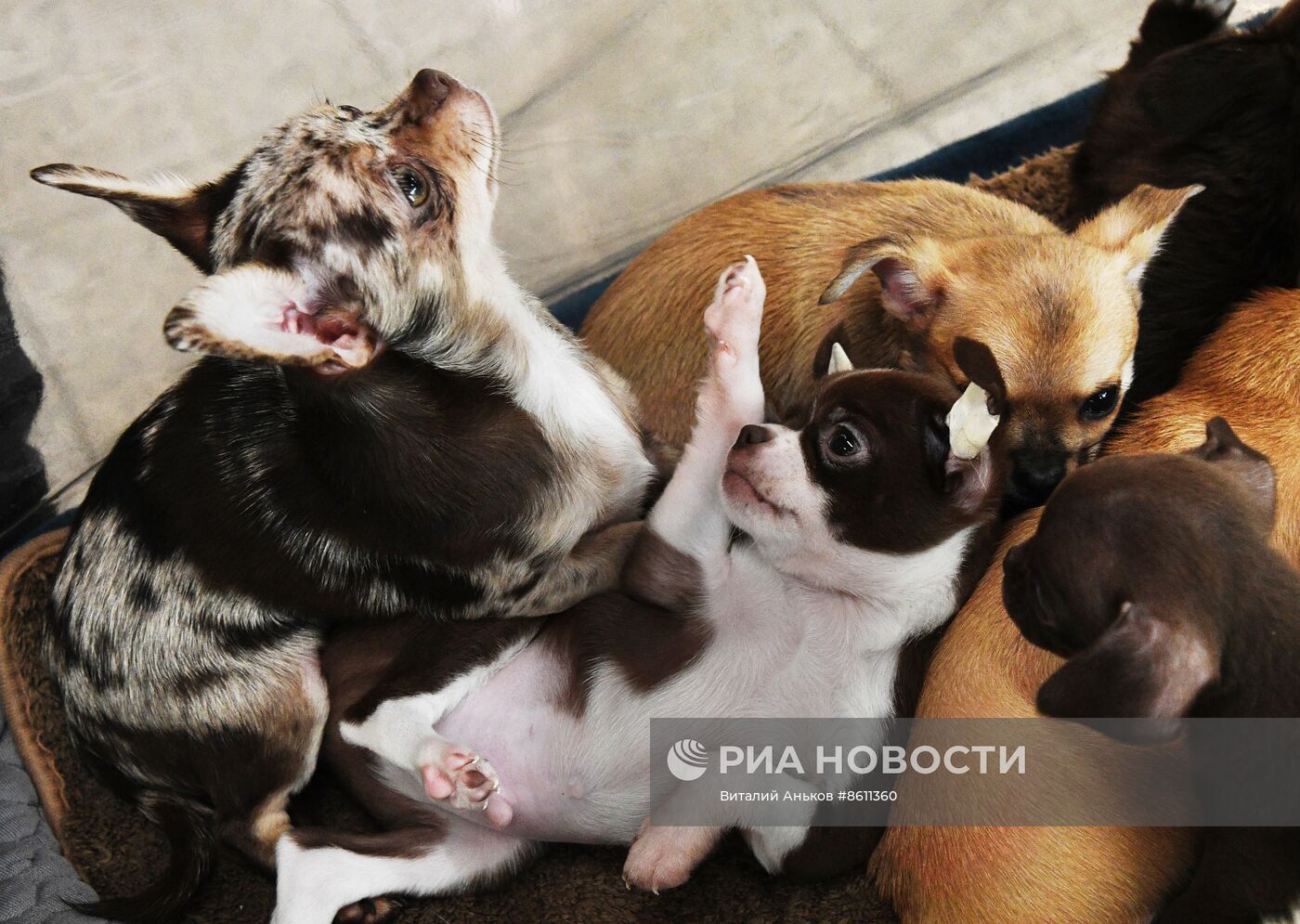 Выставка котят и щенков во Владивостоке