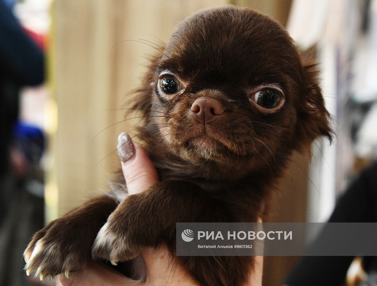 Выставка котят и щенков во Владивостоке