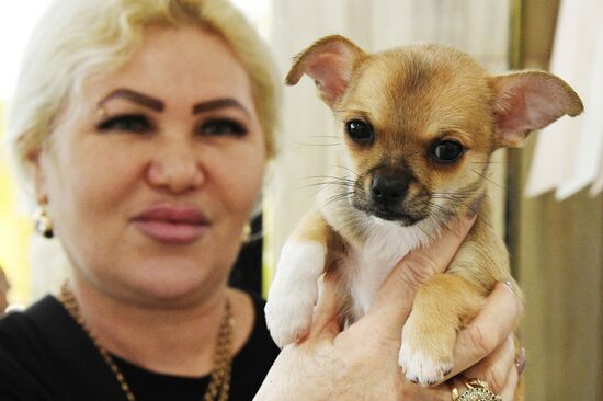 Выставка котят и щенков во Владивостоке