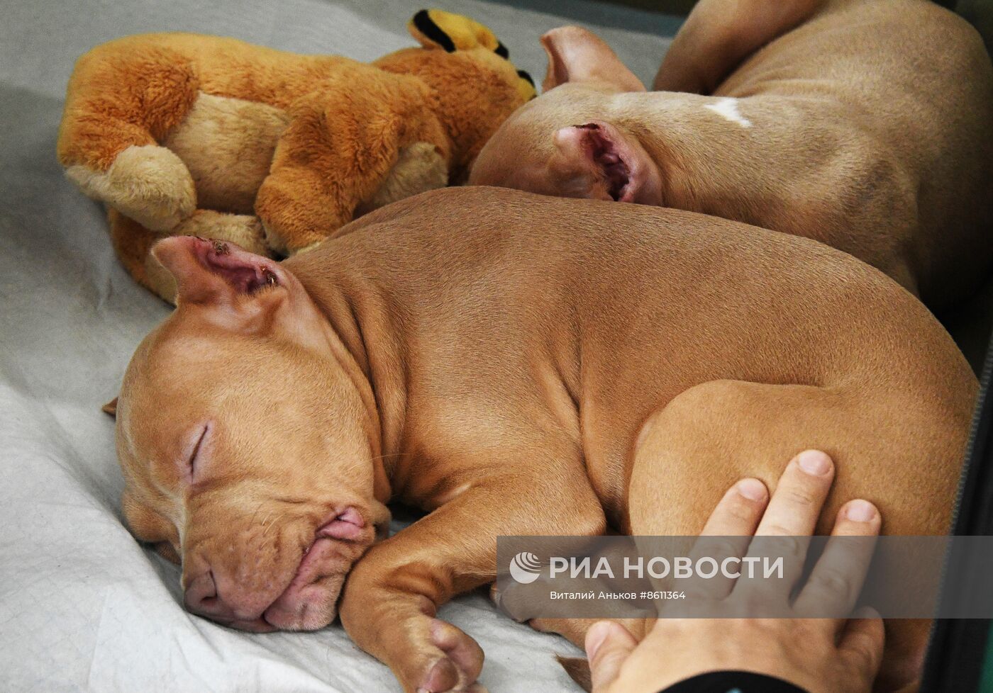 Выставка котят и щенков во Владивостоке