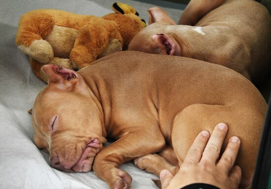 Выставка котят и щенков во Владивостоке