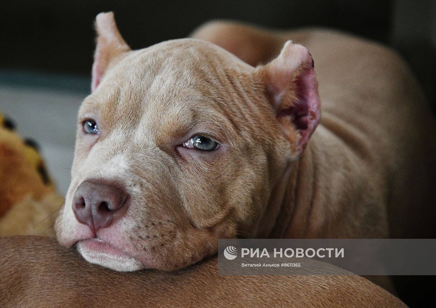 Выставка котят и щенков во Владивостоке