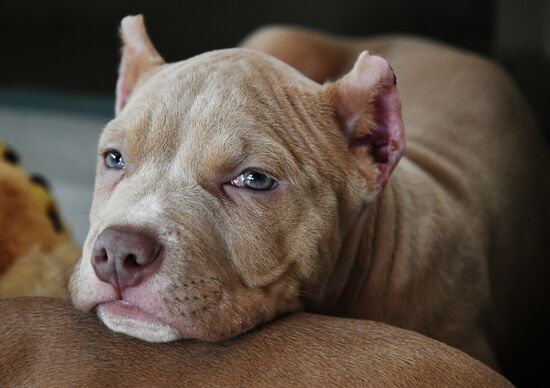 Выставка котят и щенков во Владивостоке