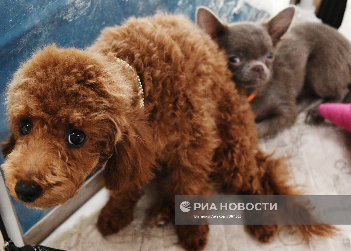 Выставка котят и щенков во Владивостоке