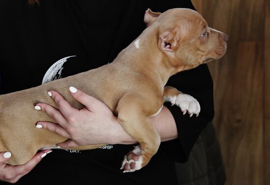 Выставка котят и щенков во Владивостоке