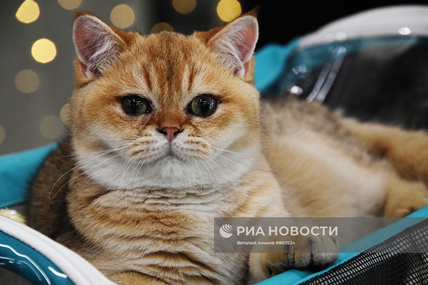 Выставка котят и щенков во Владивостоке