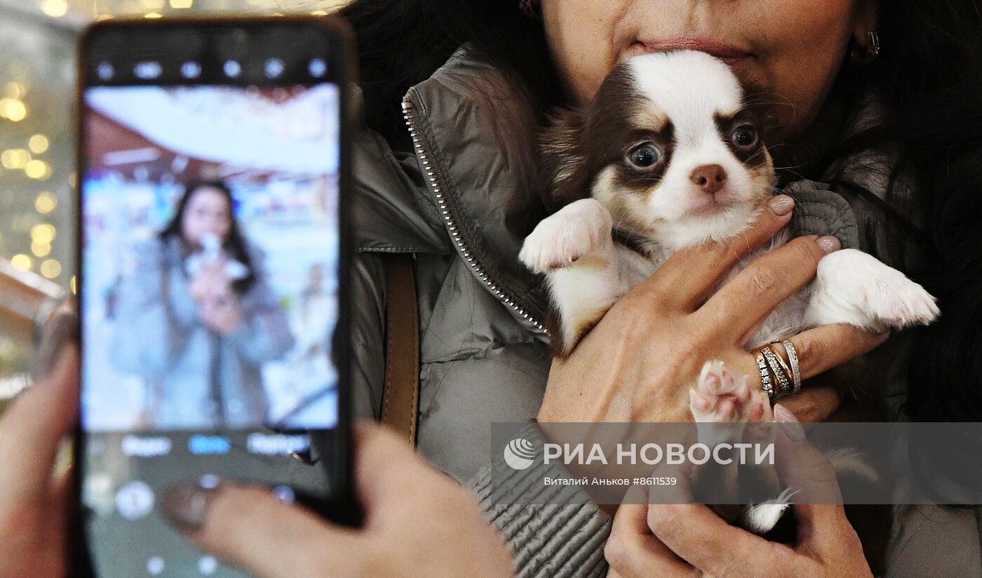 Выставка котят и щенков во Владивостоке