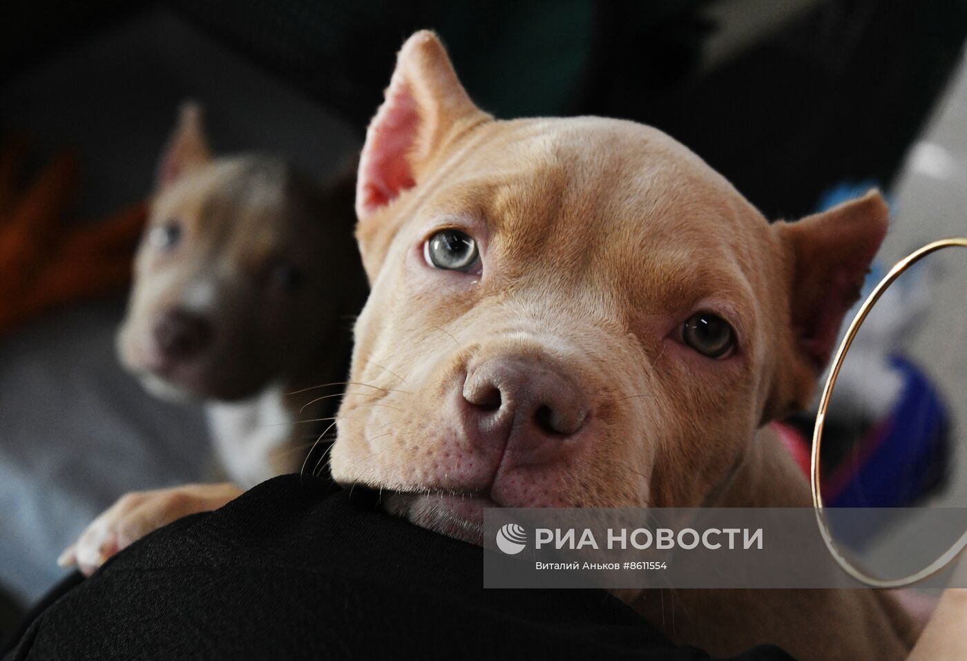Выставка котят и щенков во Владивостоке