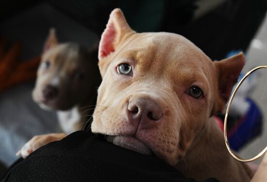 Выставка котят и щенков во Владивостоке