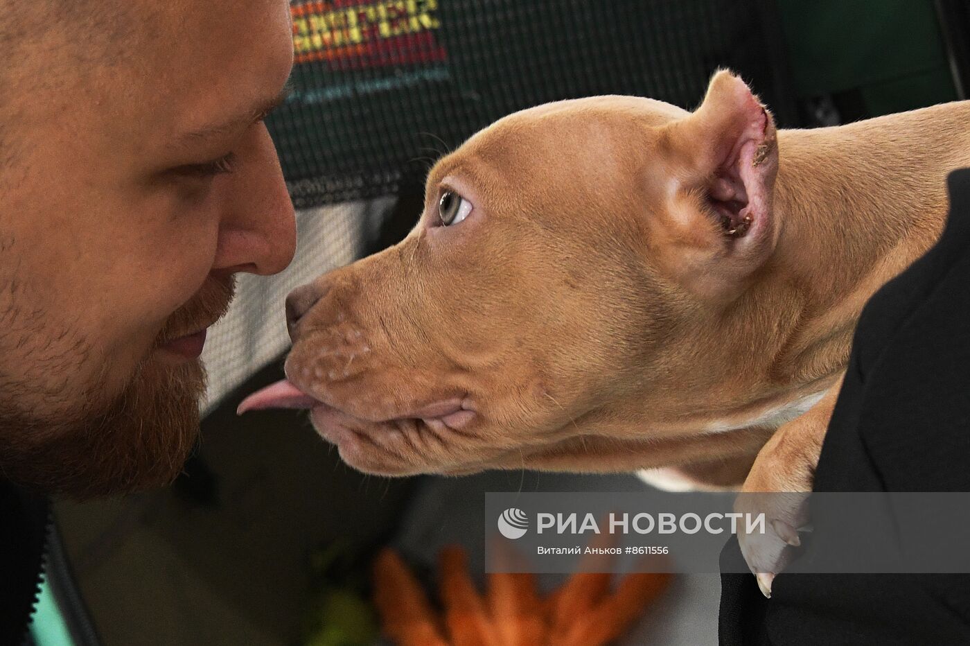 Выставка котят и щенков во Владивостоке