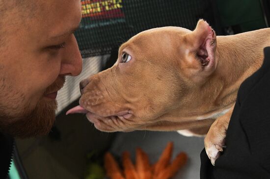 Выставка котят и щенков во Владивостоке