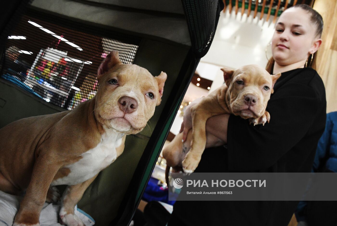 Выставка котят и щенков во Владивостоке