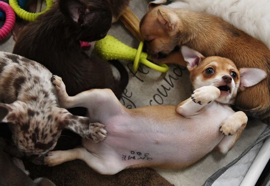 Выставка котят и щенков во Владивостоке