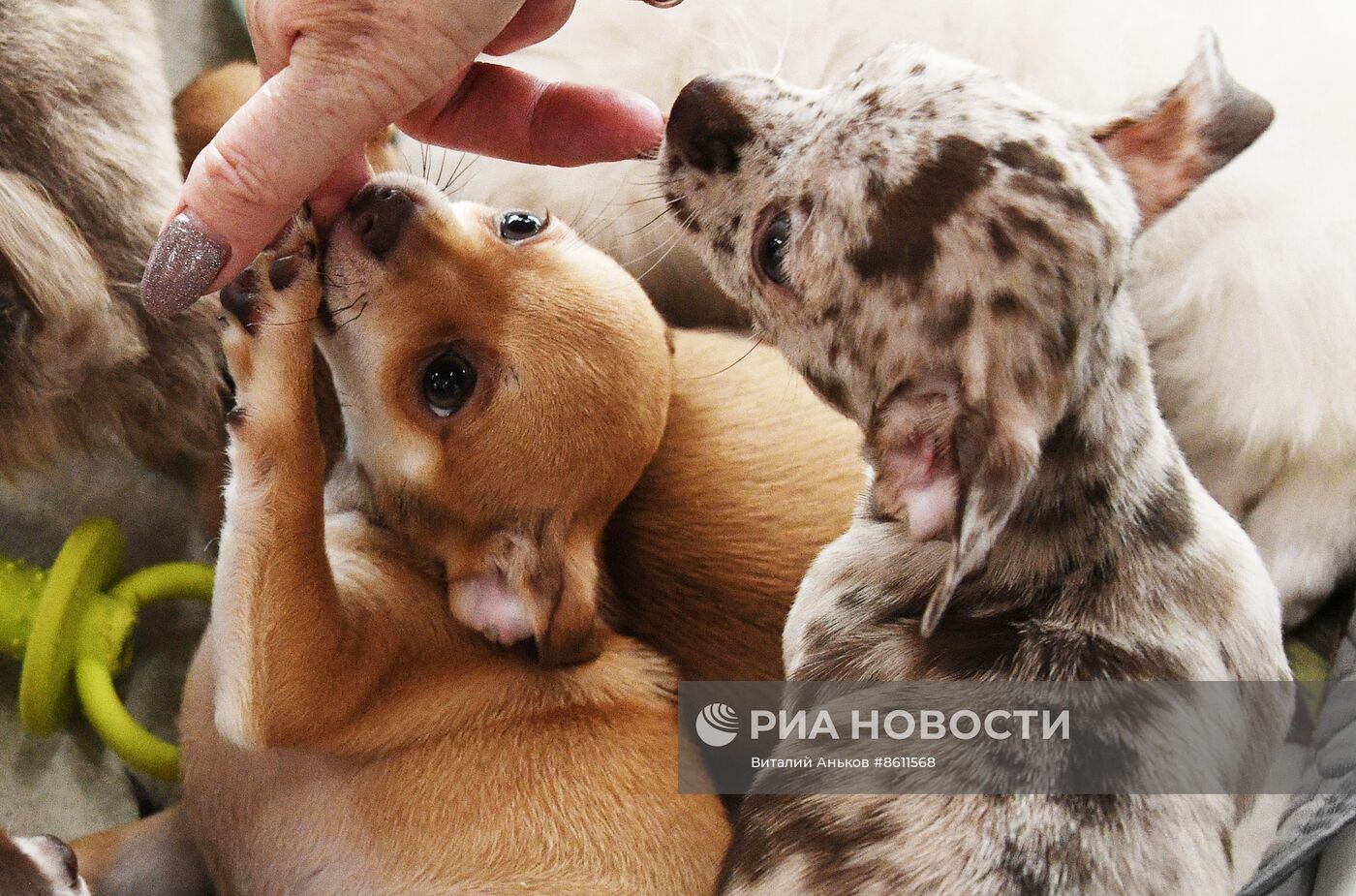 Выставка котят и щенков во Владивостоке