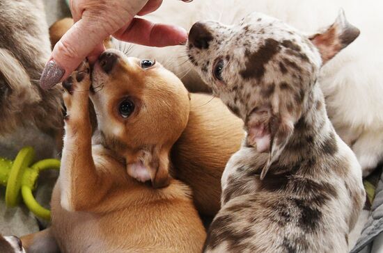 Выставка котят и щенков во Владивостоке