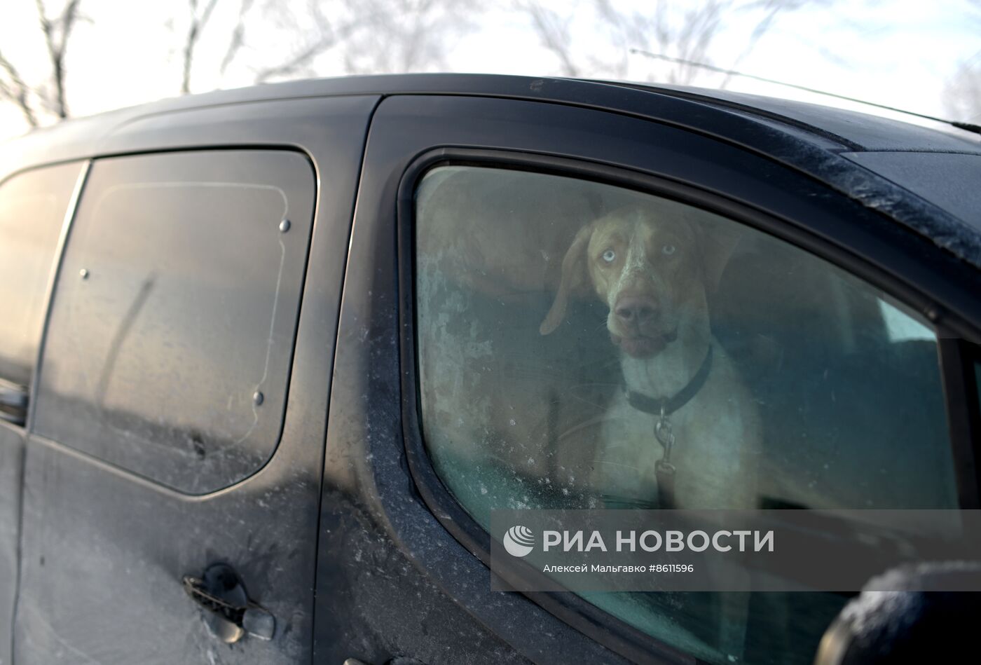 Соревнования по ездовому спорту в Омской области