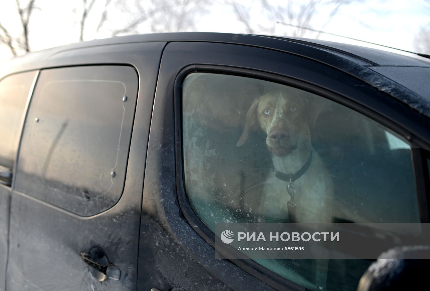 Соревнования по ездовому спорту в Омской области