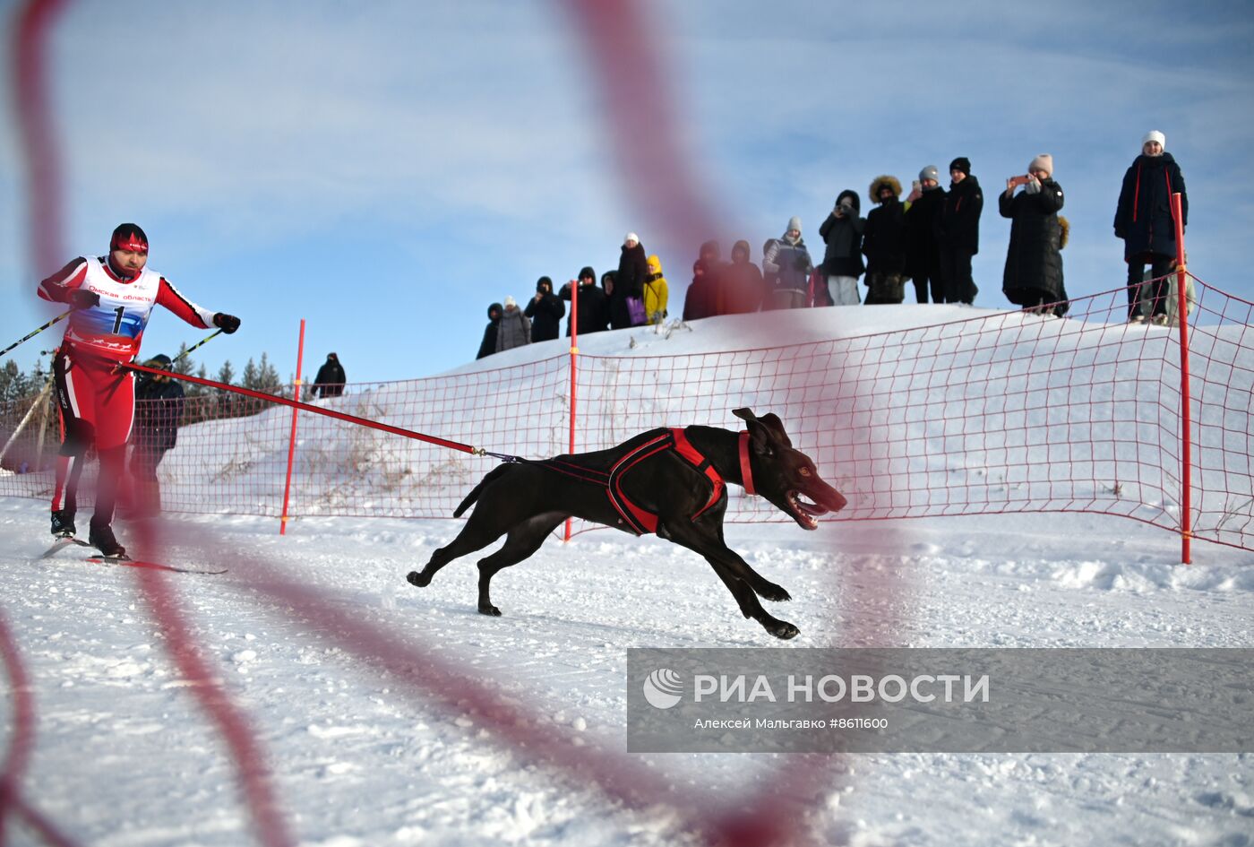 Соревнования по ездовому спорту в Омской области