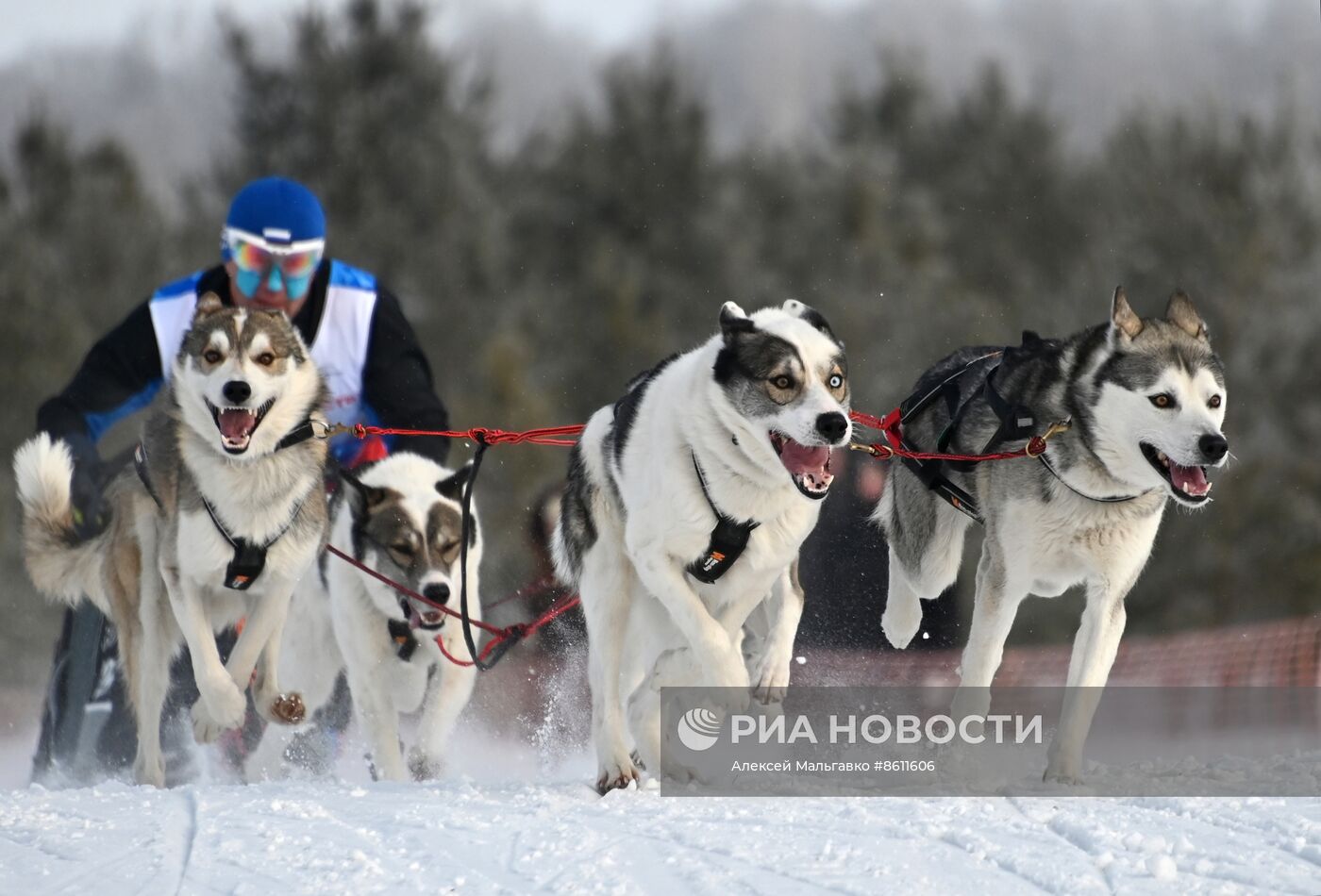 Соревнования по ездовому спорту в Омской области