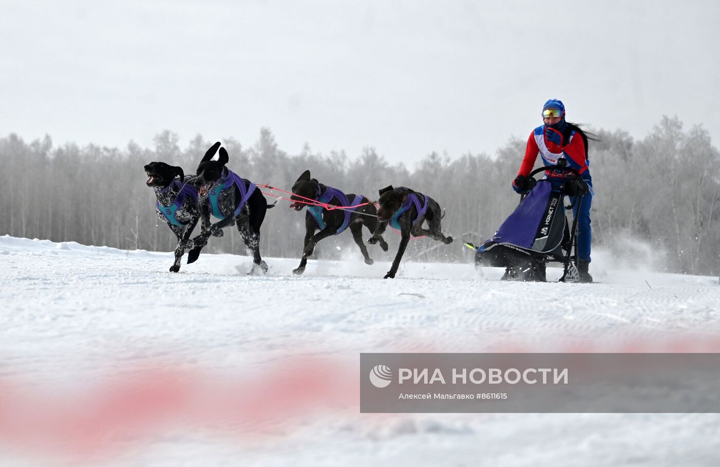 Соревнования по ездовому спорту в Омской области