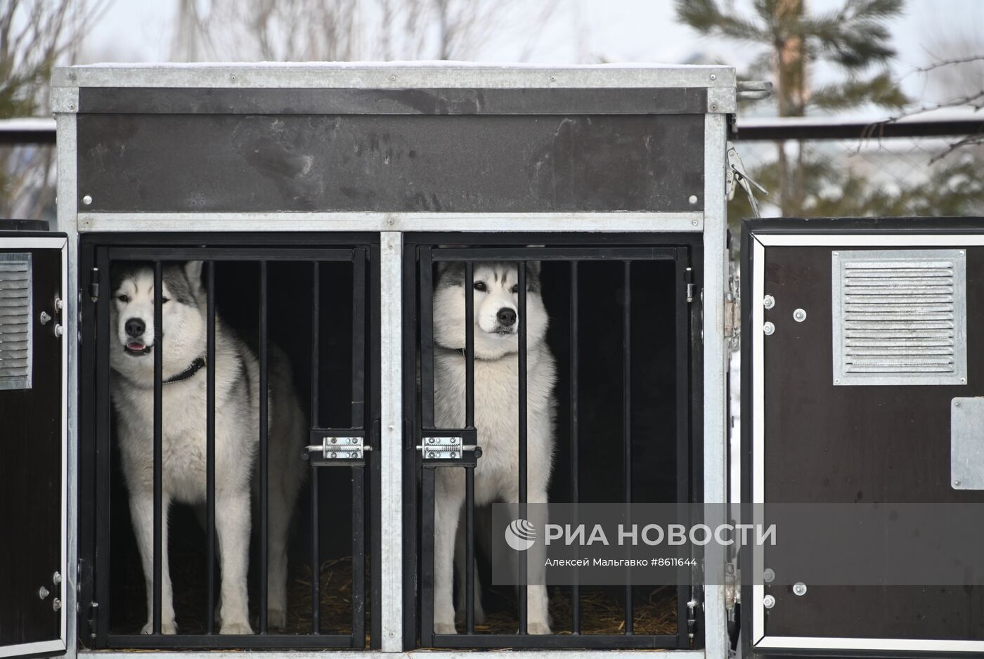 Соревнования по ездовому спорту в Омской области