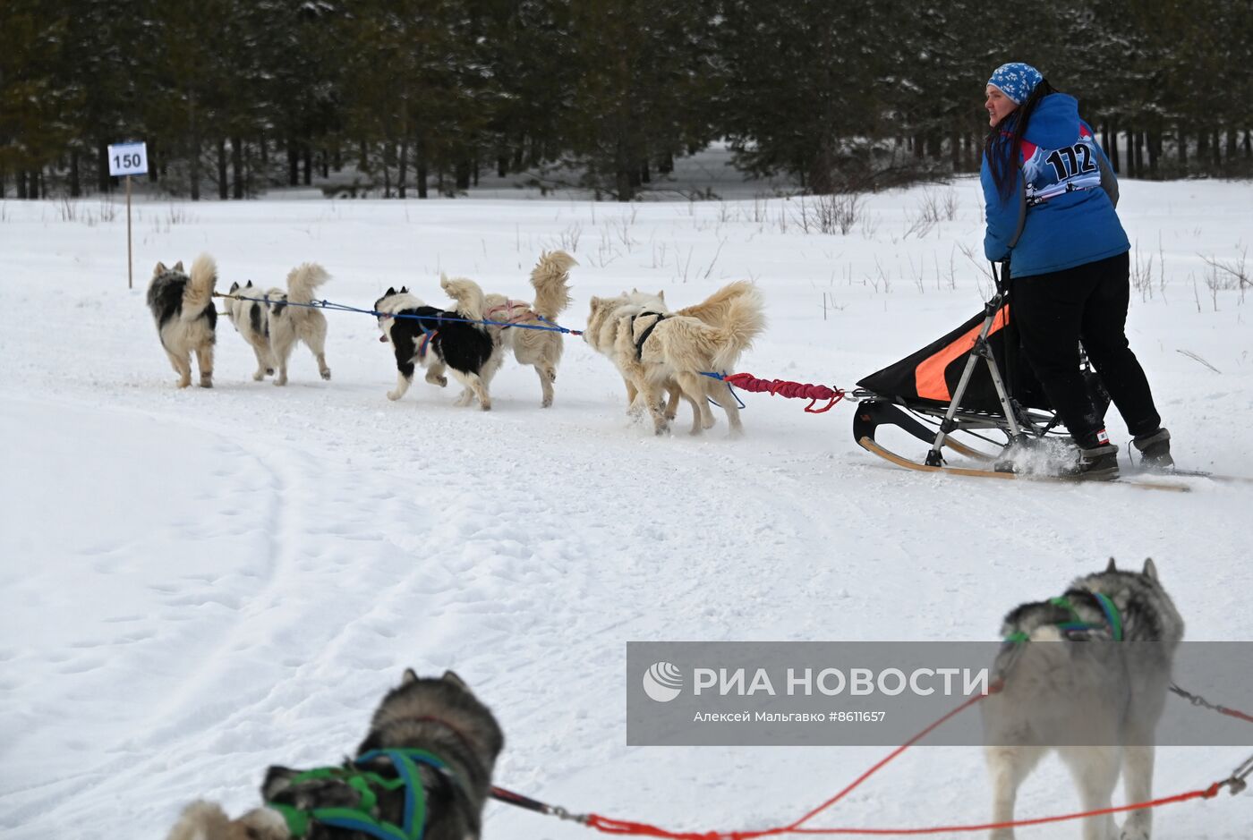 Соревнования по ездовому спорту в Омской области