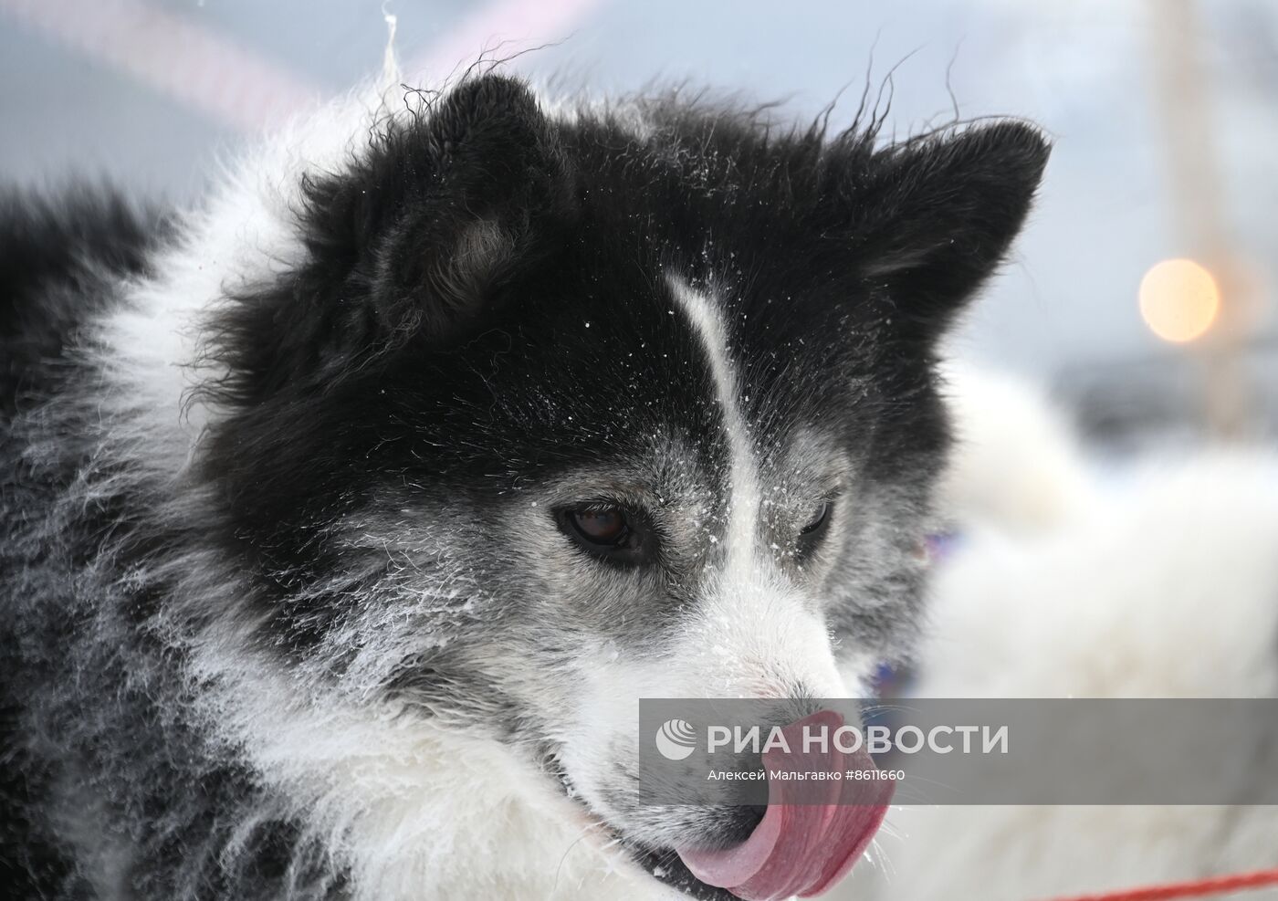 Соревнования по ездовому спорту в Омской области