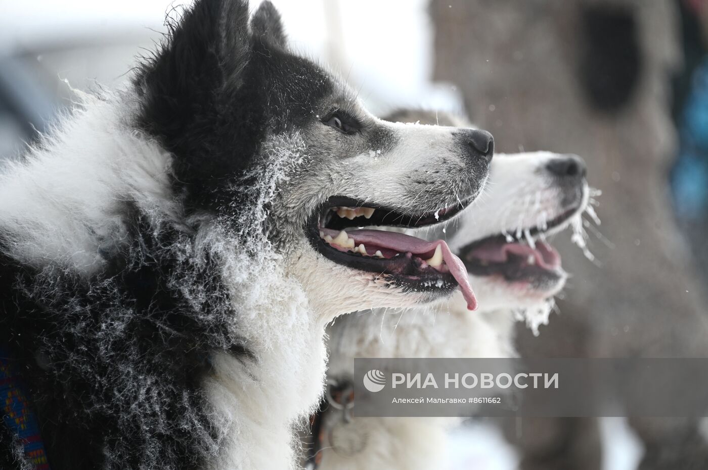 Соревнования по ездовому спорту в Омской области