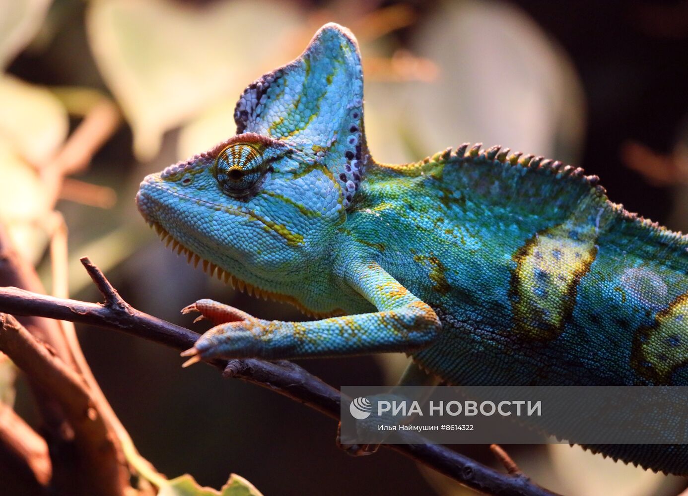 Работа акватеррариума в Красноярске