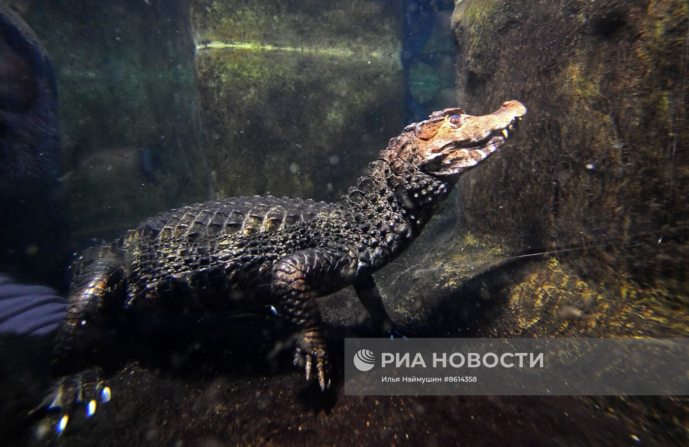 Работа акватеррариума в Красноярске