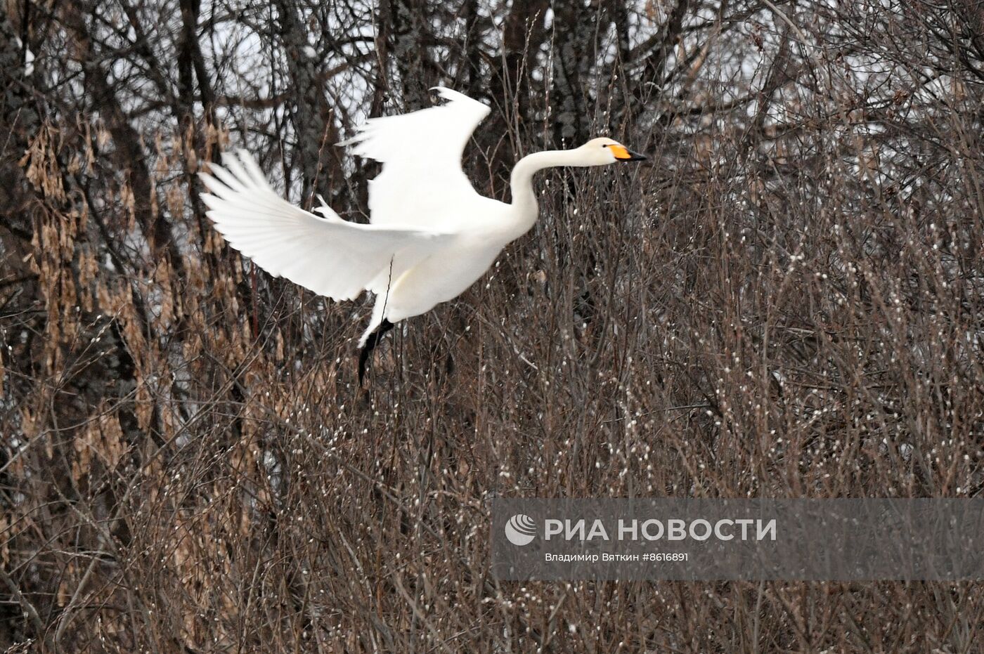 Зимовка лебедей в Алтайском крае