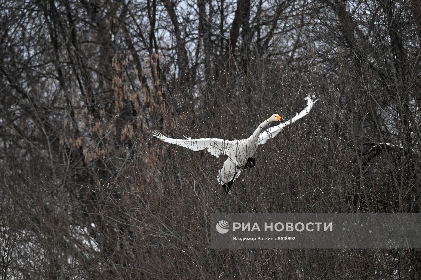 Зимовка лебедей в Алтайском крае