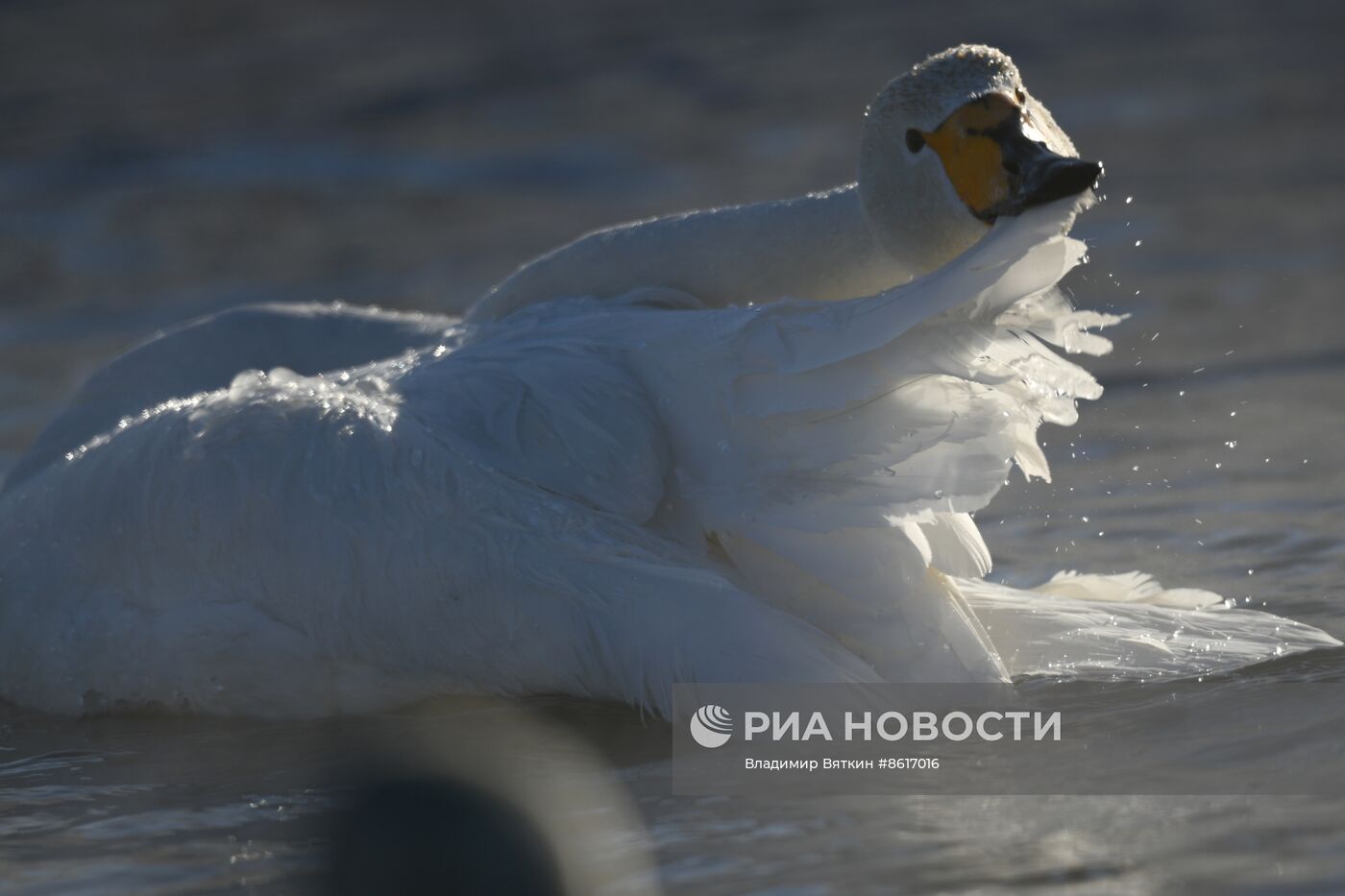 Зимовка лебедей в Алтайском крае