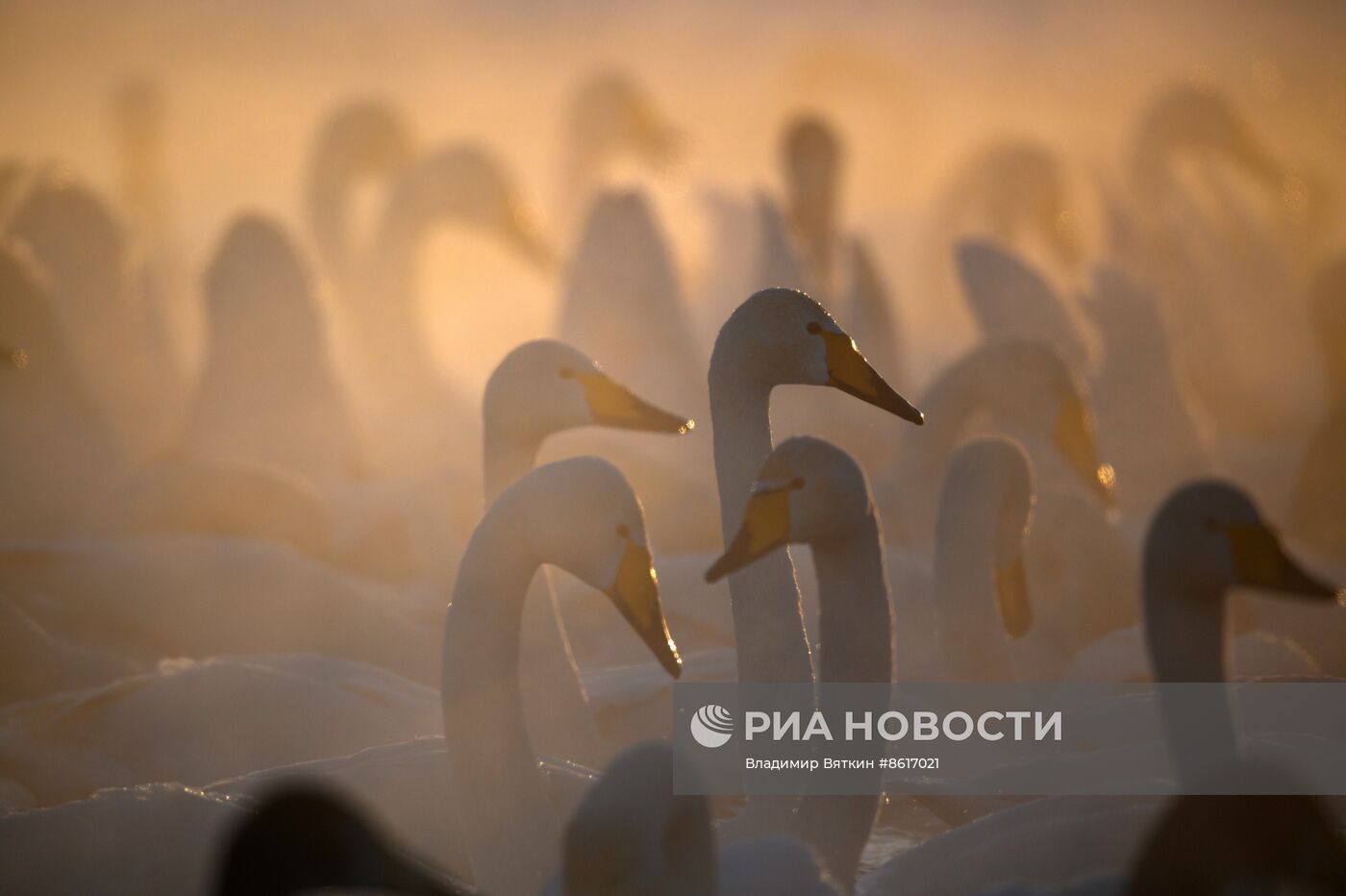 Зимовка лебедей в Алтайском крае