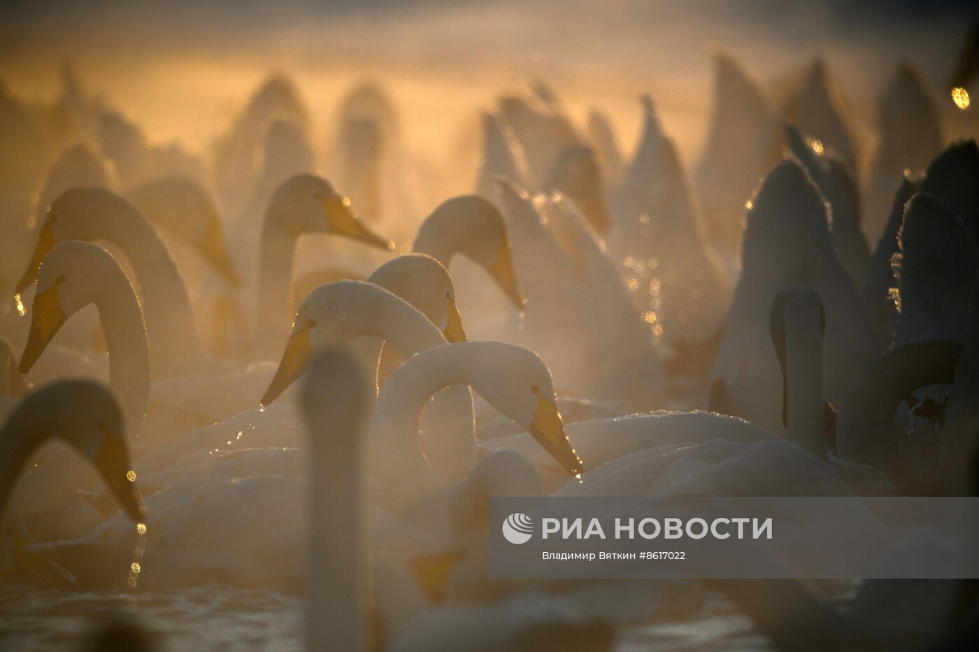 Зимовка лебедей в Алтайском крае