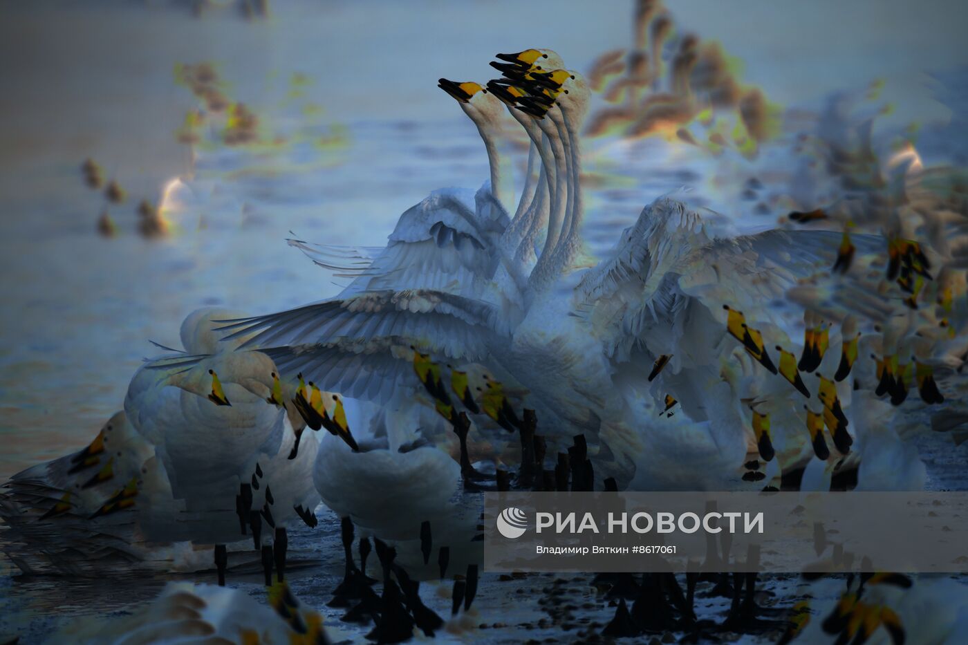 Зимовка лебедей в Алтайском крае