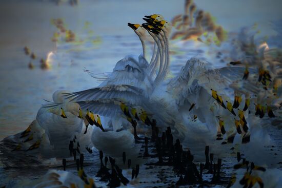Зимовка лебедей в Алтайском крае