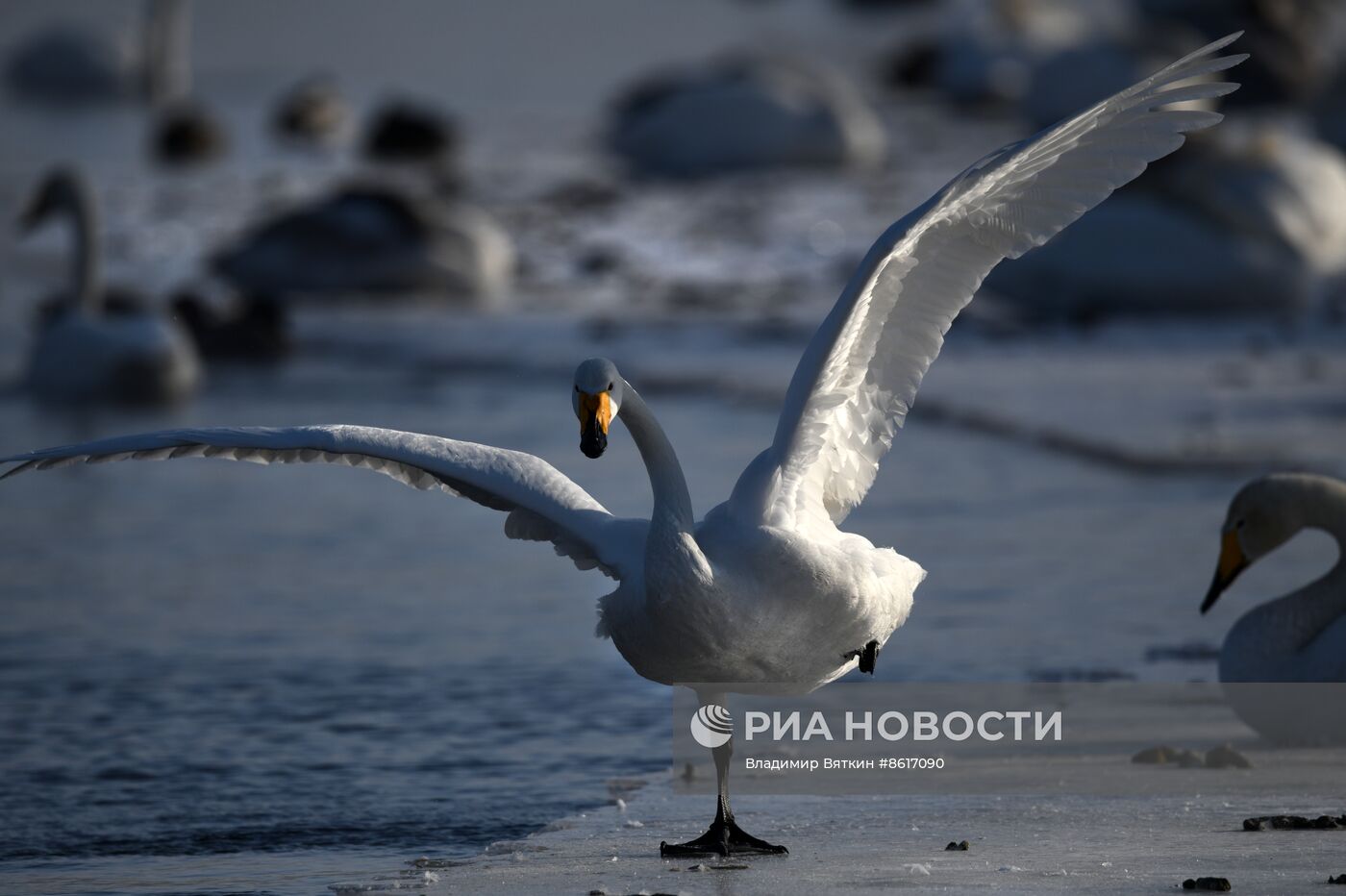 Зимовка лебедей в Алтайском крае