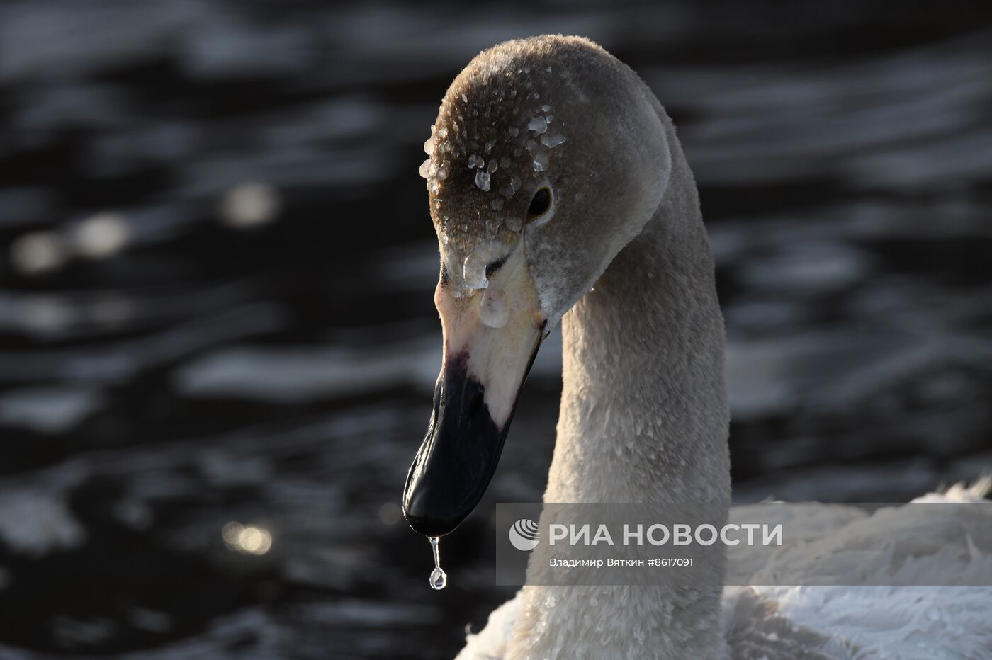 Зимовка лебедей в Алтайском крае