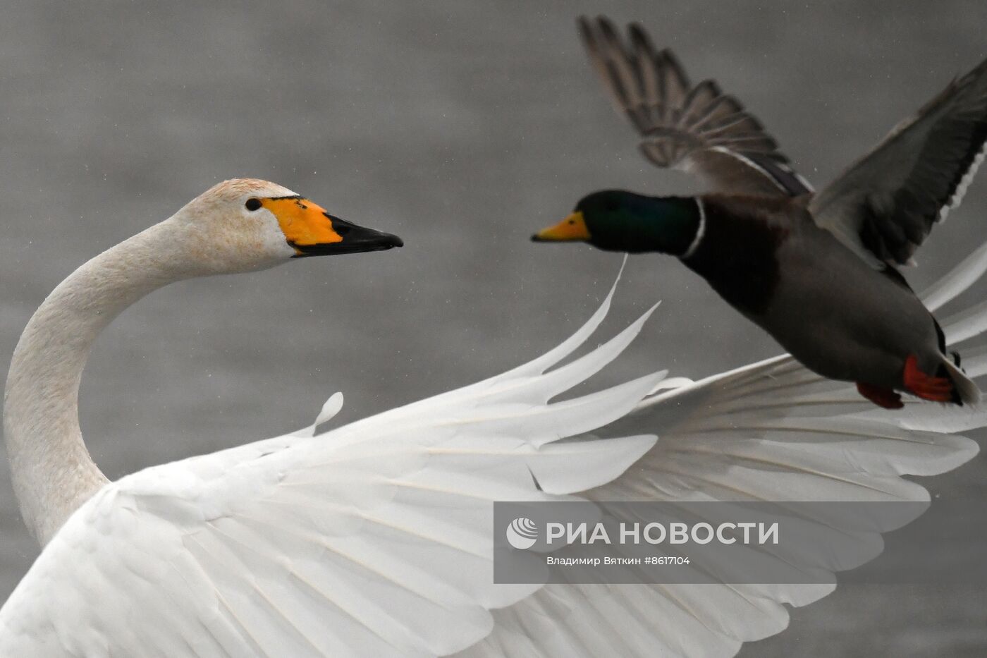 Зимовка лебедей в Алтайском крае