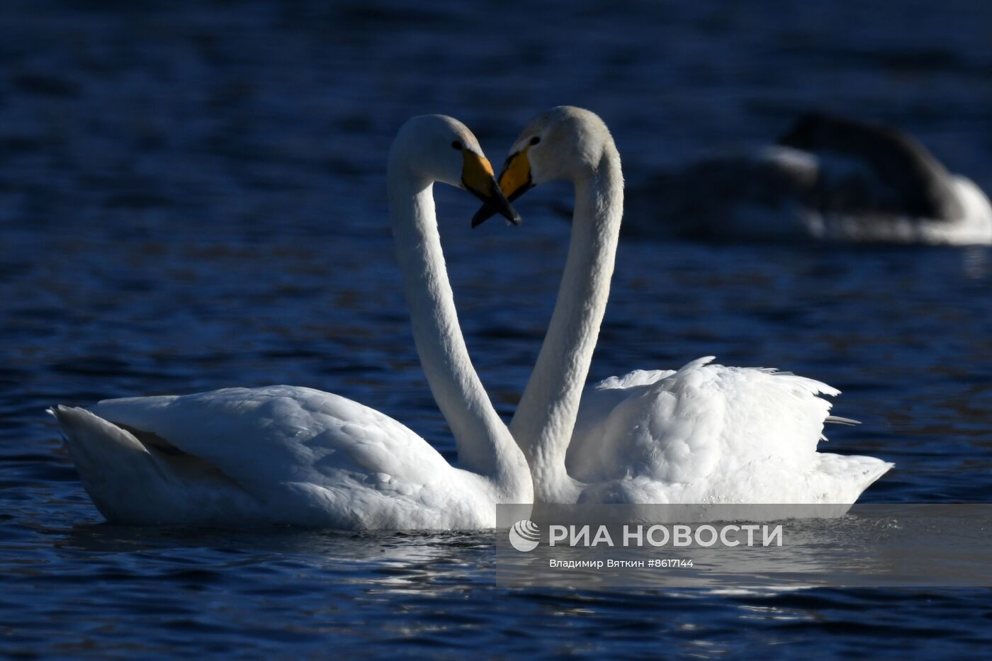 Зимовка лебедей в Алтайском крае