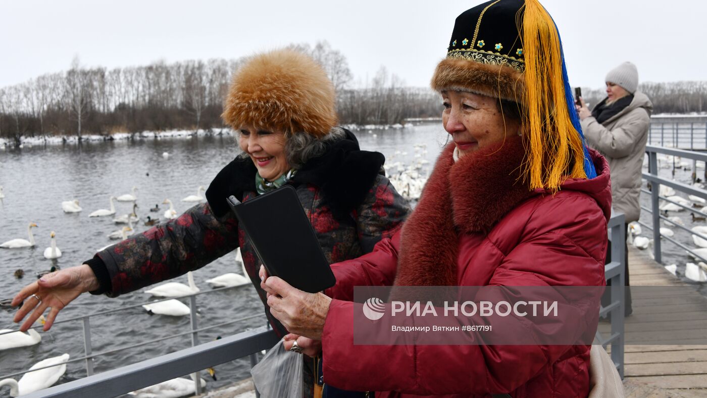 Зимовка лебедей в Алтайском крае