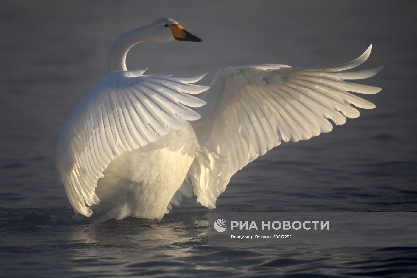 Зимовка лебедей в Алтайском крае