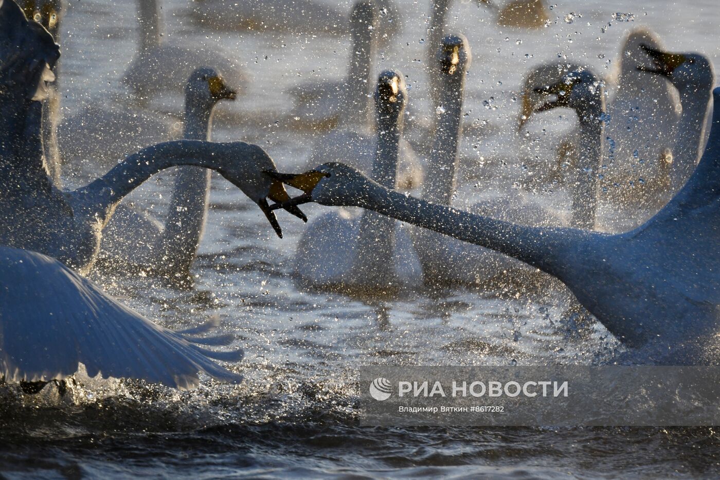 Зимовка лебедей в Алтайском крае