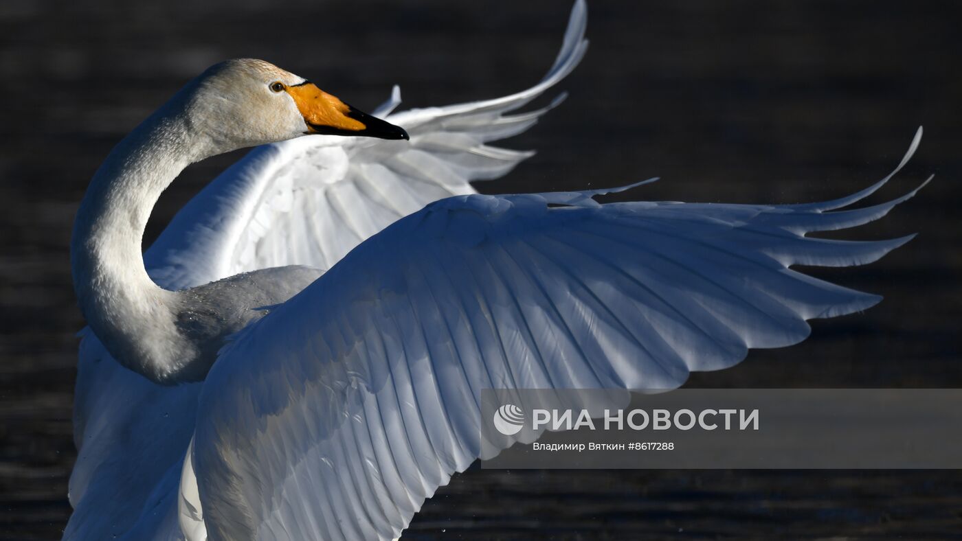 Зимовка лебедей в Алтайском крае