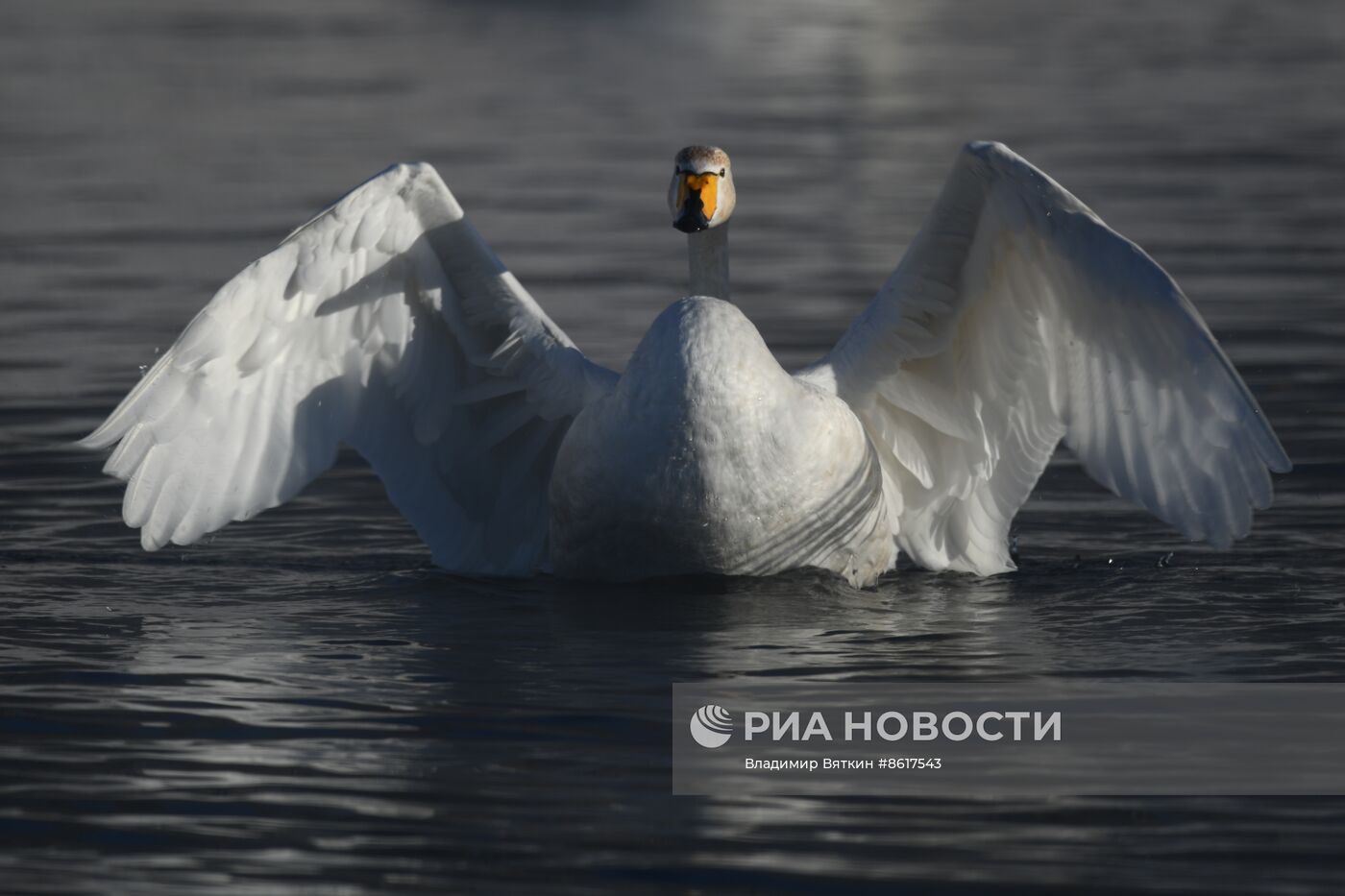 Зимовка лебедей в Алтайском крае