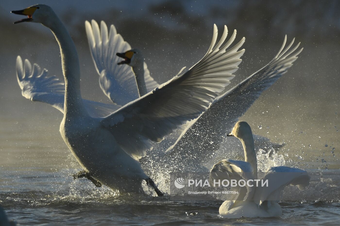 Зимовка лебедей в Алтайском крае