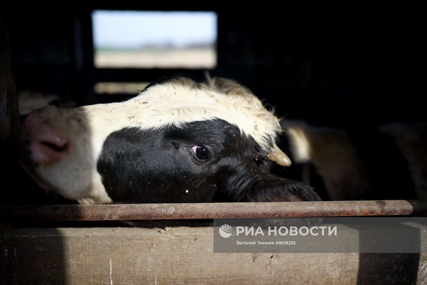 Животноводческое хозяйство в Краснодарском крае